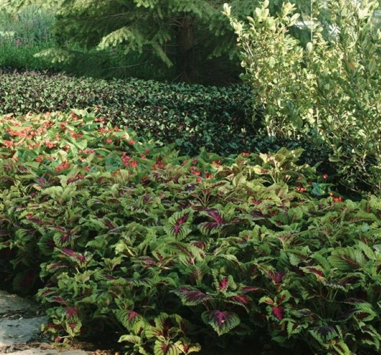 yaprak-guzeli-rose-4-cicek-tohumlari-c9c35f0