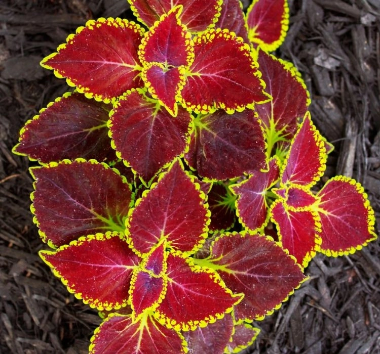 yaprak-guzeli-scarlet-02-cicek-tohumlari-2666c49