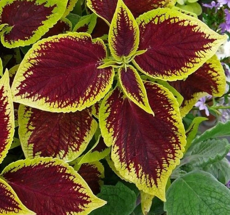 yaprak-guzeli-scarlet-03-cicek-tohumlari-0782101