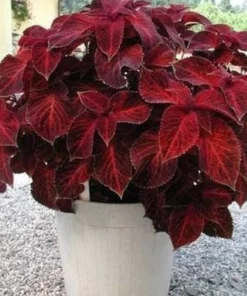 Yaprak Güzeli Tohumu Velvet - Saksılık 10 Tohum