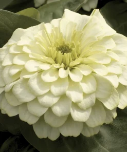Zinnia Bodur Seri Beyaz Renk - Saksılık 5 Tohum