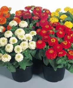 Zinnia Elit Seri Karışık Renk - Saksılık 5 Tohum