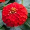 Zinnia Elit Seri Kırmızı Renk - Saksılık 5 Tohum