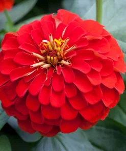 Zinnia Elit Seri Kırmızı Renk - Saksılık 5 Tohum