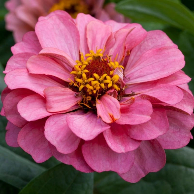 Zinnia Elit Seri Pembe Renk - Saksılık 5 Tohum Zinnia Elit Seri Pembe Renk - Saksılık 5 Tohum