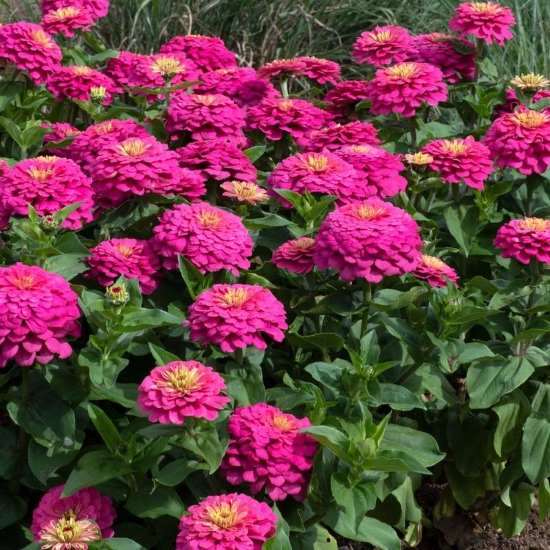 zinnia-elit-pembe-2-cicektohumu-6b720fe