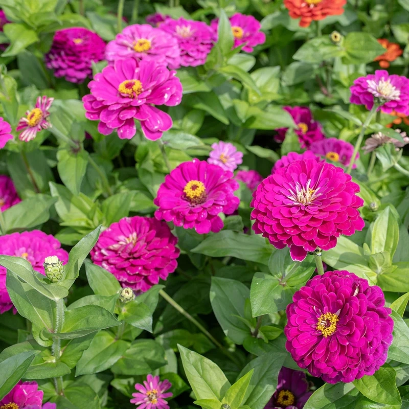 zinnia-elit-pembe-3-cicektohumu-68d0550