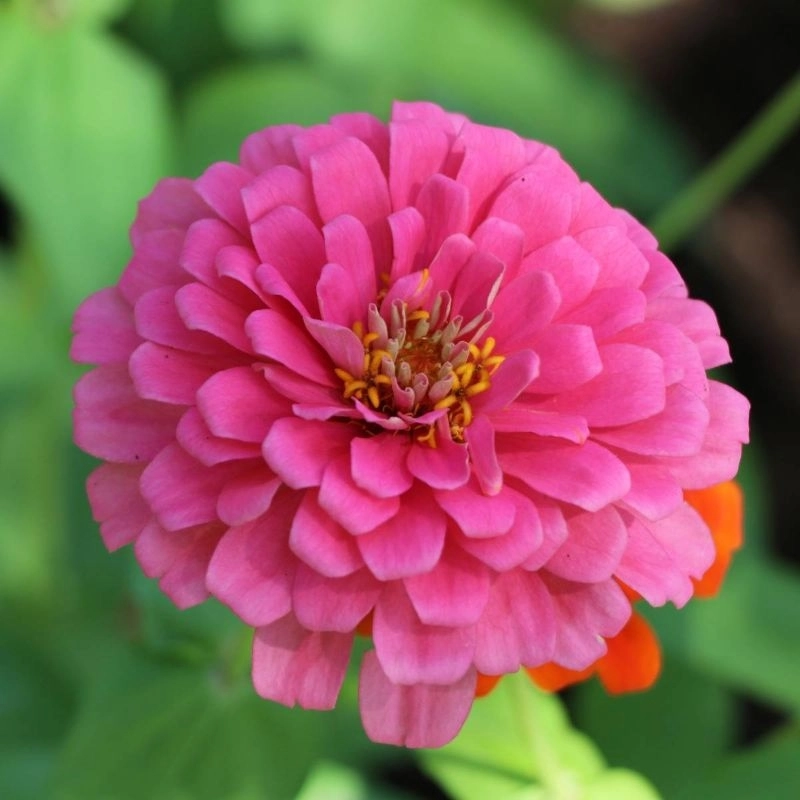 zinnia-elit-pembe-4-cicektohumu-863d456