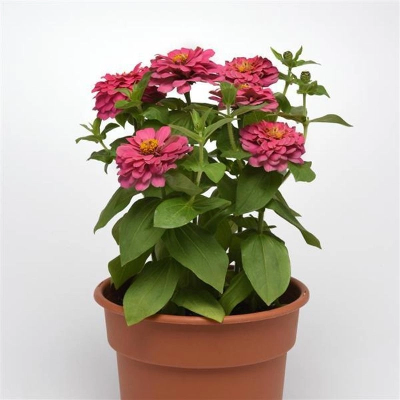 zinnia-elit-pembe-5-cicektohumu-3ada00b