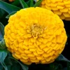 Zinnia Elit Seri Sarı Renk - Saksılık 5 Tohum