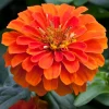 Zinnia Elit Seri Turuncu Renk - Saksılık 5 Tohum
