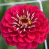 Zinnia - Kirli Hanım Tohumu ( Dev çiçekli