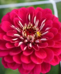 Zinnia - Kirli Hanım Tohumu ( Dev çiçekli