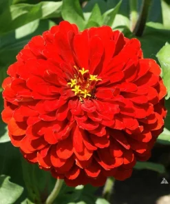 Zinnia Bodur Seri Kırmızı Renk - Saksılık 5 Tohum