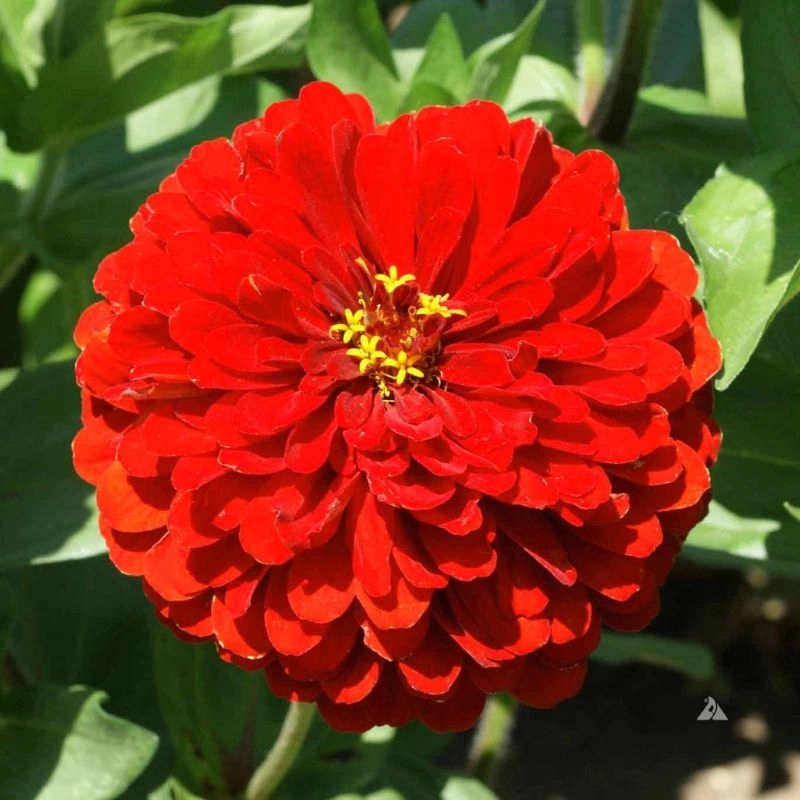 Zinnia Bodur Seri Kırmızı Renk - Saksılık 5 Tohum Zinnia Bodur Seri Kırmızı Renk - Saksılık 5 Tohum