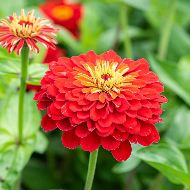 zinnia-kirmizi-2-cicektohumu-3513bac