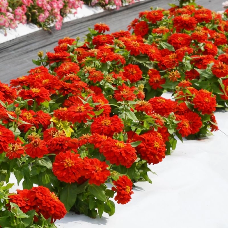 zinnia-kirmizi-3-cicektohumu-087aeea
