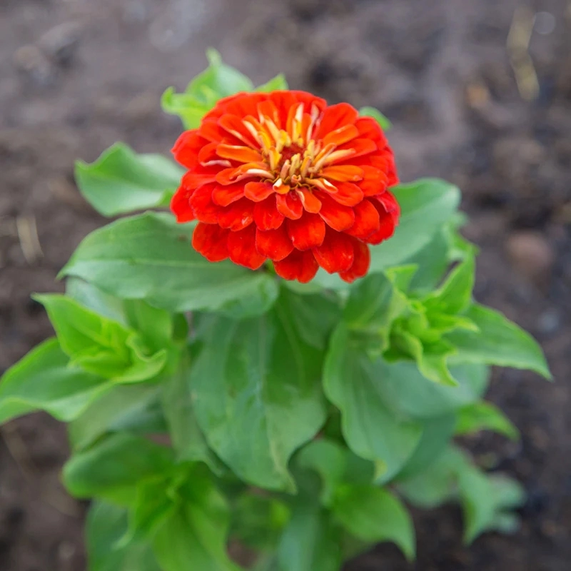 zinnia-kirmizi-4-cicektohumu-1d40848