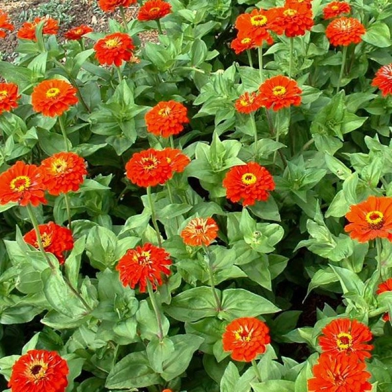 zinnia-kirmizi-5-cicektohumu-3f4815f