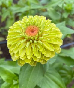 Zinnia - Kirli Hanım Tohumu ( Dev çiçekli