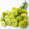 Uzun Boylu ) - Lime Renkli - 5 Tohum