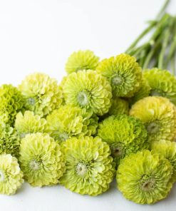 Uzun Boylu ) - Lime Renkli - 5 Tohum