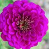 Zinnia - Kirli Hanım Tohumu ( Dev çiçekli