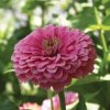Zinnia - Kirli Hanım Tohumu ( Dev çiçekli