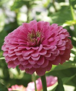 Zinnia - Kirli Hanım Tohumu ( Dev çiçekli