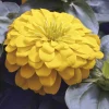 Zinnia Bodur Seri Sarı Renk - Saksılık 5 Tohum