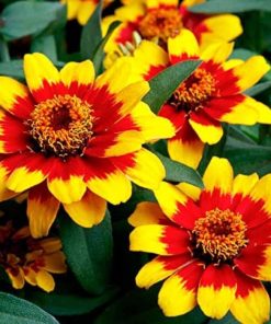 Zinnia Çiçeği Tohumu ( Mini Çiçekli