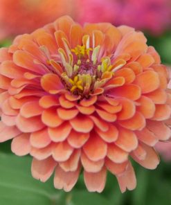 Zinnia - Kirli Hanım Tohumu ( Dev çiçekli