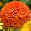 Zinnia - Kirli Hanım Tohumu ( Dev çiçekli