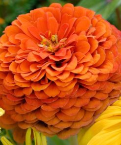 Zinnia - Kirli Hanım Tohumu ( Dev çiçekli