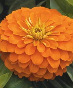 Zinnia Bodur Seri Turuncu Renk - Saksılık 5 Tohum
